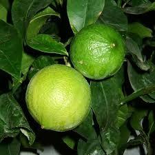 Earl grey Vert Calabria