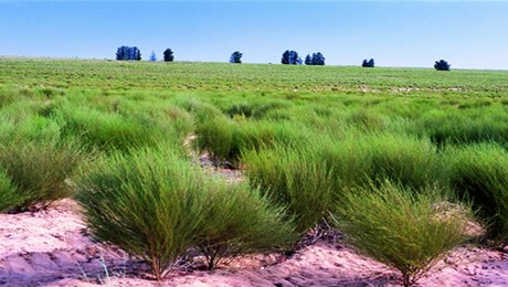 Rooibos